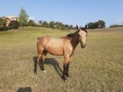 Jeune hongre de 2 ans 1/2 