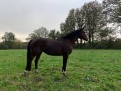 Jument poulini&egrave;re SF.A