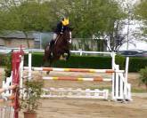 Jument poulini&egrave;re SF.A