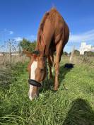 Jument pur sang 4 ans 