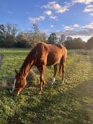 Jument pur sang 4 ans 