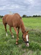 Jument pur sang 4 ans 