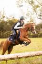 Castrone Welsh Poney (Sezione C) In vendita 2016 Sauro