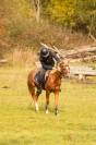 Castrone Welsh Poney (Sezione C) In vendita 2016 Sauro