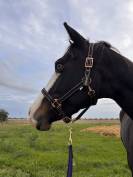 Merrie Quarter Horse Te koop 2021 Bruin / Bai ,  COLONELS SHINING GUN