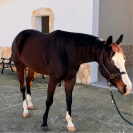 Jument Quarter Horse A vendre 2021 Bai brun par COLONELS SHINING GUN