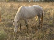 Pouliche Camargue pp