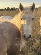 Pouliche Camargue pp