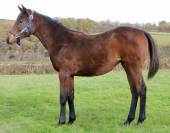 Pouliche AQPS pour course 