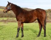 Pouliche AQPS pour course 