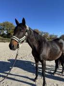 Poulinière AQPS pleine SF 