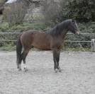Poney Welsh part-Bred 3 ans