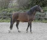 Poney Welsh part-Bred 3 ans