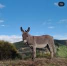 Ânes Sardes miniatures