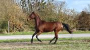 JUMENT AKHAL TEKE 6 ans 