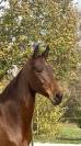 JUMENT AKHAL TEKE 6 ans 