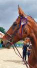 Cheval de Sport 7 ans 