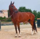 Cheval de Sport 7 ans 