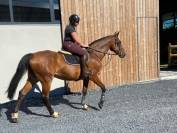 Super jument de sport potentiel 110/120