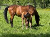 Super jument de sport potentiel 110/120