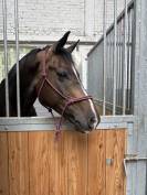 Cheval de sport 8 ans sf 