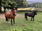 Jument 15 ans – Idéale balades au pas / compagnie