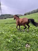 Jument 15 ans – Idéale balades au pas / compagnie