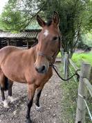 Jument 15 ans – Idéale balades au pas / compagnie