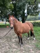 Jument 15 ans – Idéale balades au pas / compagnie