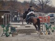 ? À vendre – ponette PFS née en 2020