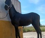 SOTOVENTO:Un poulain très spécial