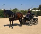 Jument PRE attelée, douce et calme