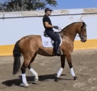 Une jument PRE de grande taille, montée et attelée