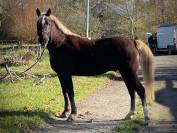 Très joli poney PFS hors cote 