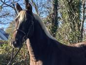 Très joli poney PFS hors cote 