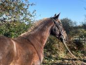 Très joli poney PFS hors cote 