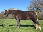 Très joli poney PFS hors cote 