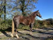 Très joli poney PFS hors cote 