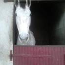 Palefrenier soigneur cavalier 