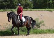 A Vendre poney maitre d'école dressage 