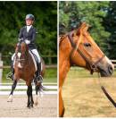 FOAL MÂLE 2026 - croisement poney de dressage 