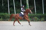 Jument 5 ans Chacco Rouge x Diamant