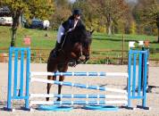 Hongre de 11 ans SF/AA