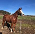 Hongre Quarter Horse de 2015