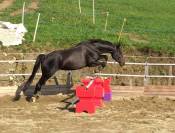 cherche demi-pensionnaire à pied