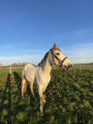 Daymond , hongre 7 ans 