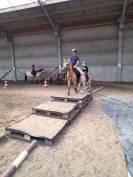 Ponette Weslh sp
