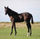 Jument noire débourrée 4 ans 1m60 sport et loisirs 