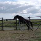 Jument noire débourrée 4 ans 1m60 sport et loisirs 