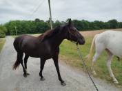 Jument noire débourrée 4 ans 1m60 sport et loisirs 